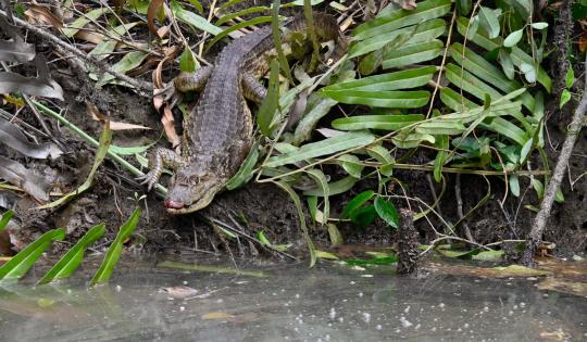 LA CVC CONTINÚA DEVOLVIENDO VIDA SILVESTRE A SU HÁBITAT NATURAL EN EL VALLE DEL CAUCA