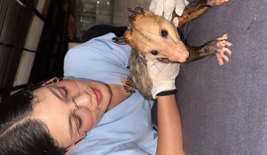 ZARIGÜEYA HERIDA EN BUGA RECIBE ATENCIÓN ESPECIALIZADA DE LA CVC