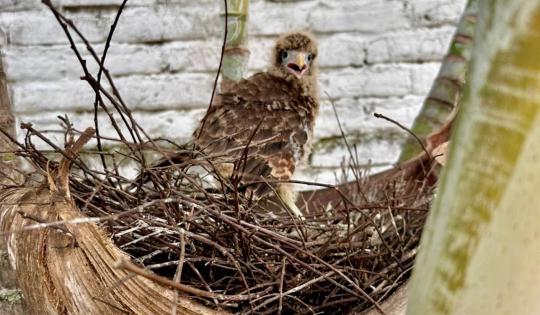 LA CVC RECUERDA: LAS AVES SIEMPRE VUELVEN POR SUS CRÍAS