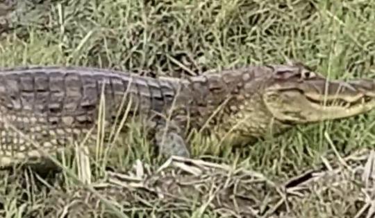 BABILLA AVISTADA EN ZONA RURAL DE BUGALAGRANDE SE ENCUENTRA EN CONDICIONES ADECUADAS