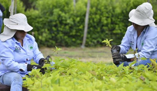 LA CVC ENTREGARÁ 150 MIL PLANTAS ESTE DOMINGO DE RAMOS