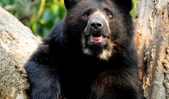 EL VALLE DEL CAUCA LE ABRE LAS PUERTAS AL PRIMER FESTIVAL DEL OSO ANDINO