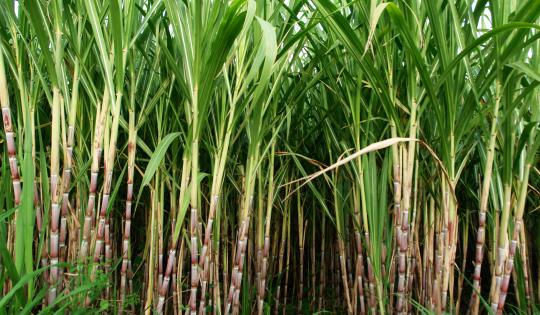 QUEJAS POR CALIDAD DE AIRE ASOCIADAS A QUEMA DE CAÑA PASARON DE 38 % A 3.1 %