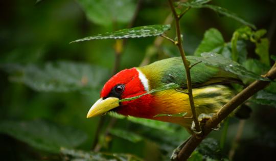 MAÑANA SÁBADO: OBSERVA AVES, REGÍSTRALAS Y HAZ PARTE DEL GLOBAL BIG DAY