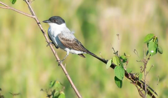 VALLE DEL CAUCA BRILLÓ EN EL GLOBAL BIG DAY CON 643 ESPECIES DE AVES REGISTRADAS