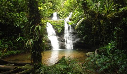 VENADO VERDE, UN NEGOCIO QUE LE APUESTA A LA PROTECCIÓN Y EL CUIDADO DE LA NATURALEZA