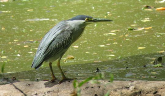 CARTAGO SE CONSOLIDÓ COMO TERRITORIO DE AVES, GRACIAS A CENSO INTERNACIONAL