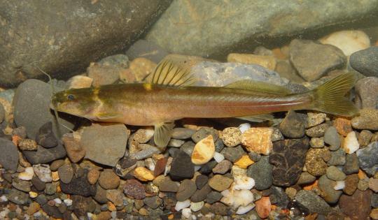 DOS HALLAZGOS CIENTÍFICOS REVELAN NUEVAS ESPECIES DE PECES ÚNICAS DEL ALTO CAUCA