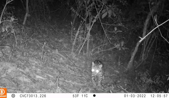 UN OCELOTE FUE FOTOGRAFIADO POR LA CVC EN ZONA RURAL DE SEVILLA