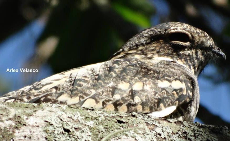 Centro de educación ambiental Buitre del ciénaga - laguna de sonso galería de imágenes 