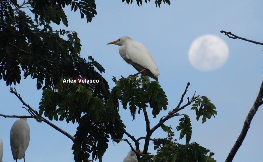 Centro de educación ambiental Buitre del ciénaga - laguna de sonso galería de imágenes 