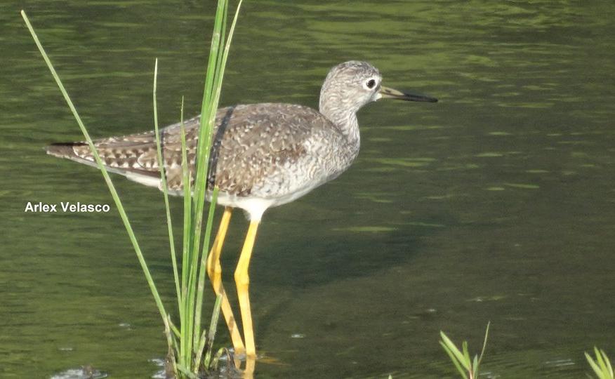 Centro de educación ambiental Buitre del ciénaga - laguna de sonso galería de imágenes 