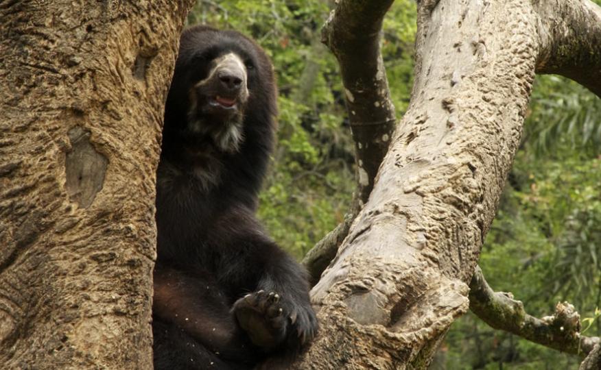 Galería de imágenes  el topacio