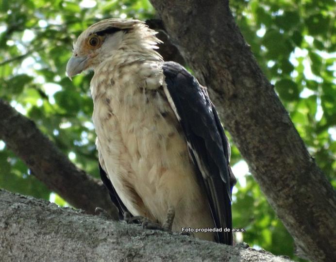 Centro de educación ambiental Buitre del ciénaga - laguna de sonso galería de imágenes 