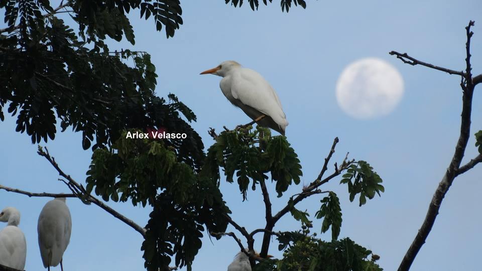 Centro de educación ambiental Buitre del ciénaga - laguna de sonso galería de imágenes 