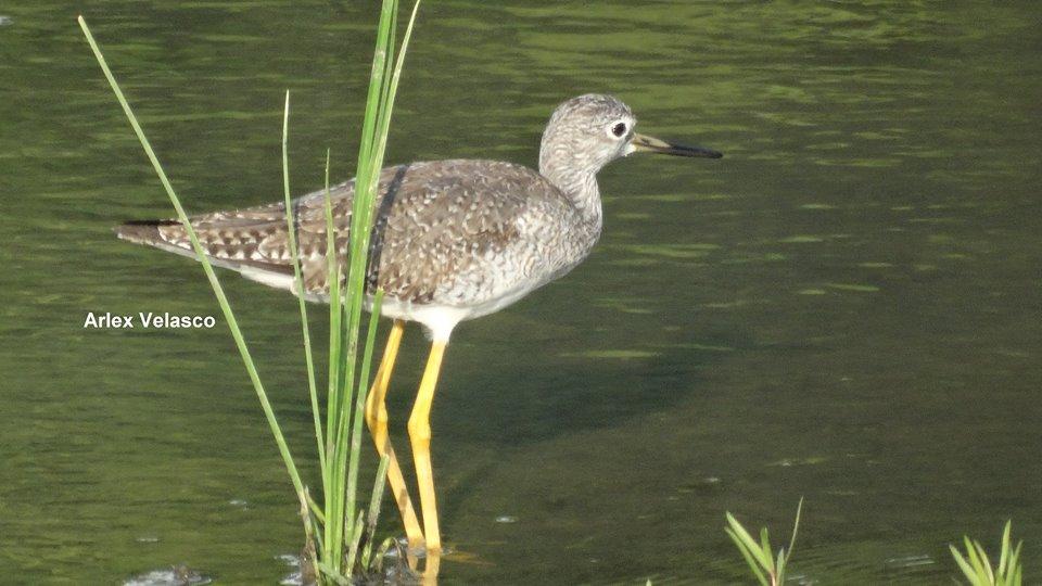 Centro de educación ambiental Buitre del ciénaga - laguna de sonso galería de imágenes 