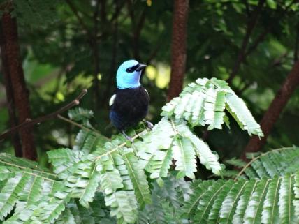 Acerca de la CVC > Agregar más elementos